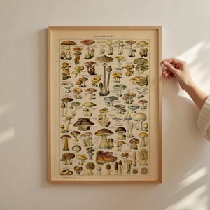 Paddenstoelenposter – vintage print met champignons van Adolphe Millot, botanische muurkunst, paddenstoelenkaart