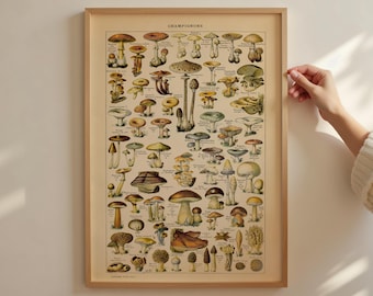 Mushroom Poster – Vintage Champignons Print by Adolphe Millot, Botanical Wall Art, Mushroom Chart