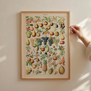 Herdruk fruit - vintage printcollectie Adolphe Millot A2 50 x 70 18 x 24
