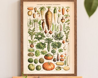 Legumes et plantes potageres reprint - vintage print collection Adolphe Millot A2 50x70 70x100 18x24 24x36