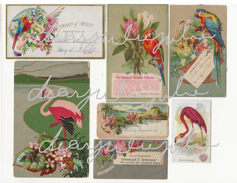 Digital Tropical 5 day collab digital ephemera kit Flamingos, parrots, shells, summer antique images journal ephemera digital kit image 4