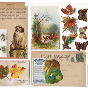 Peut inclure: Carte postale vintage avec un collage d'images comprenant des champignons, des papillons, des feuilles et un oiseau. La carte postale a un timbre et le texte "POST CARD" imprim&eacute; dessus.