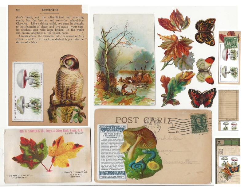 Peut inclure: Carte postale vintage avec un collage d'images comprenant des champignons, des papillons, des feuilles et un oiseau. La carte postale a un timbre et le texte "POST CARD" imprim&eacute; dessus.