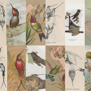 Kolibri Waldseiten & Ephemera Digital Kit. Digitale antike Postkarten und Bilder, natürliche Farben, Junk Journals Tagebuch