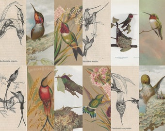 Hummingbird woodland pages & ephemera digital kit. Digital Antique Postcards and images,  natural colors, junk Journals diary