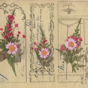 K&ouml;nnte beinhalten: Eine antike Postkarte mit gepressten Blumen. Die Blumen sind in drei Abschnitten angeordnet, jeder mit einer anderen Blumenart. Die Postkarte hat einen dekorativen Rand und der Text "MADE IN SWEDEN" ist auf der rechten Seite gedruckt.