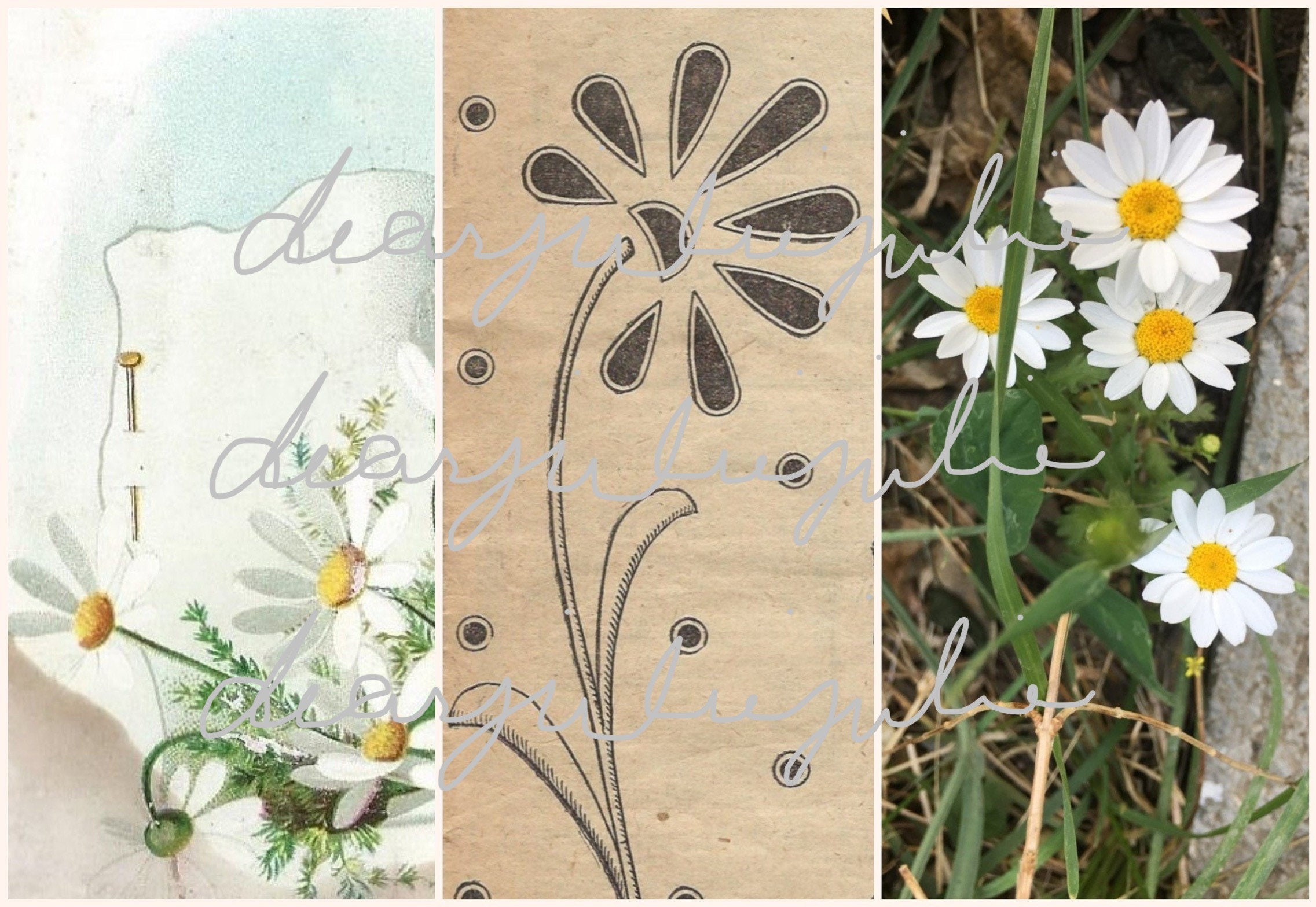 Digital - Daisy Field journal (71 files of pages & ephemera) digital …
