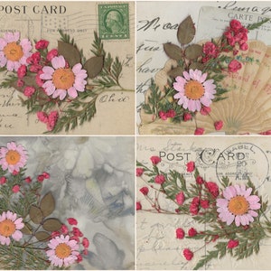 K&ouml;nnte beinhalten: Vier Vintage-Postkarten mit gepressten Blumen und handgeschriebenen Nachrichten. Die Postkarten zeigen eine Auswahl an Blumen, darunter rosa G&auml;nsebl&uuml;mchen, rote Beeren und gr&uuml;ne Bl&auml;tter. Die Nachrichten auf den Postkarten sind in kursiver Schrift geschrieben und schwer zu lesen.