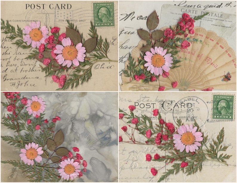 K&ouml;nnte beinhalten: Vier Vintage-Postkarten mit gepressten Blumen und handgeschriebenen Nachrichten. Die Postkarten zeigen eine Auswahl an Blumen, darunter rosa G&auml;nsebl&uuml;mchen, rote Beeren und gr&uuml;ne Bl&auml;tter. Die Nachrichten auf den Postkarten sind in kursiver Schrift geschrieben und schwer zu lesen.