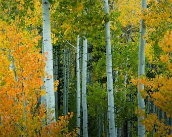 Colorado Aspen Forest