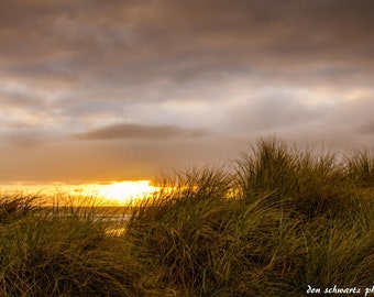May include: A scenic landscape photograph of a beach at sunset. The foreground features tall, dry grasses in shades of brown and green. The sky is filled with golden and gray clouds, with the sun setting over the ocean.