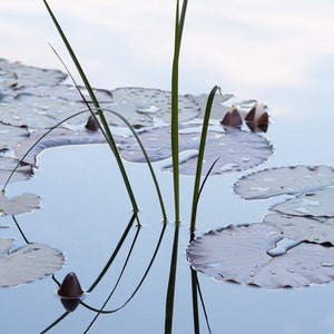 Pond Reflections