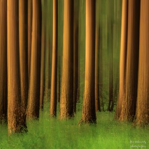 May include: An artistic photograph of a forest with tall, brown tree trunks and green foliage. The image has a blurred effect, creating a sense of movement and depth. The ground is covered in bright green grass.