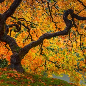 Maple in Autumn Light