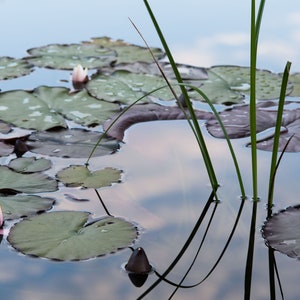 Lilies on a Pond