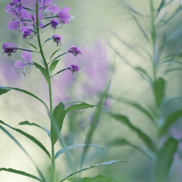 Fireweed