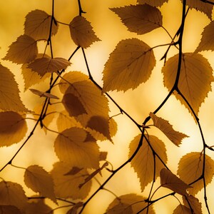 May include: Close-up of tree branches with golden-yellow leaves against a soft, blurred background. The leaves have a delicate, textured appearance, and the branches are dark brown. The image evokes a sense of autumn and nature.