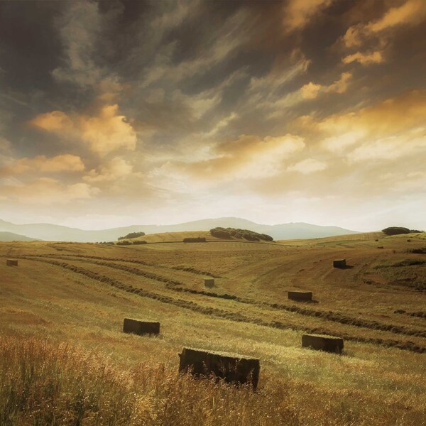 Field of Hay