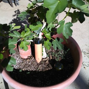 May include: A potted fig tree with green leaves in a terracotta pot. A black and brown watering device is inserted into the soil.
