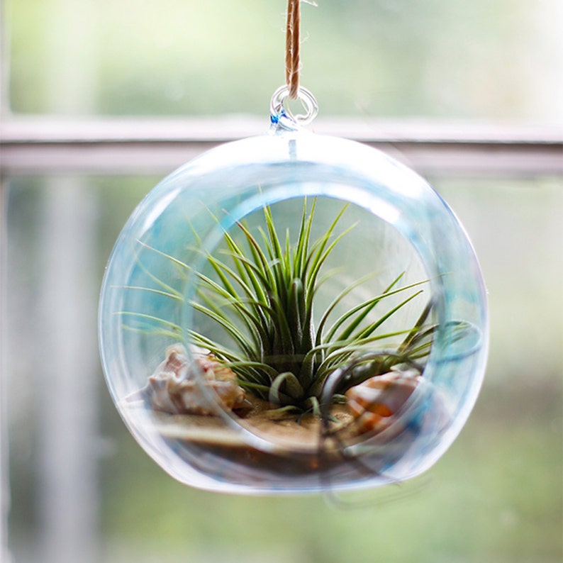 8cm Glass Hanging Planter Air Plant Terrarium Globe Container Etsy