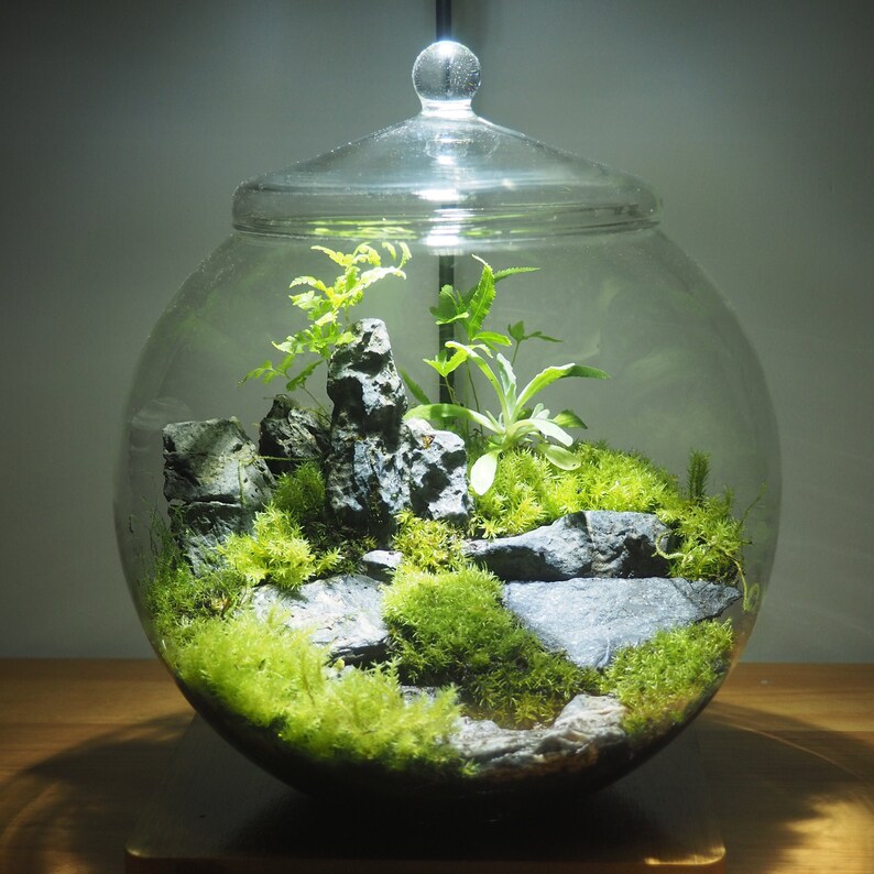 Glass Terrarium Container Bell Jars with Cover Etsy