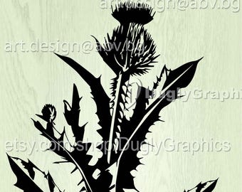 Illustrazione botanica vettoriale di cardo (download digitale)