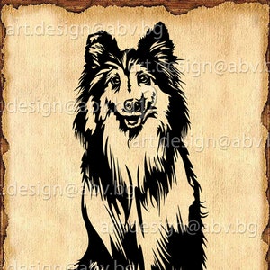 Vector DOG, Shetland Sheepdog, AI, png, pdf, eps, svg, dxf, jpg Download, Digital image, graphical, animal, Sheltie, discount coupons