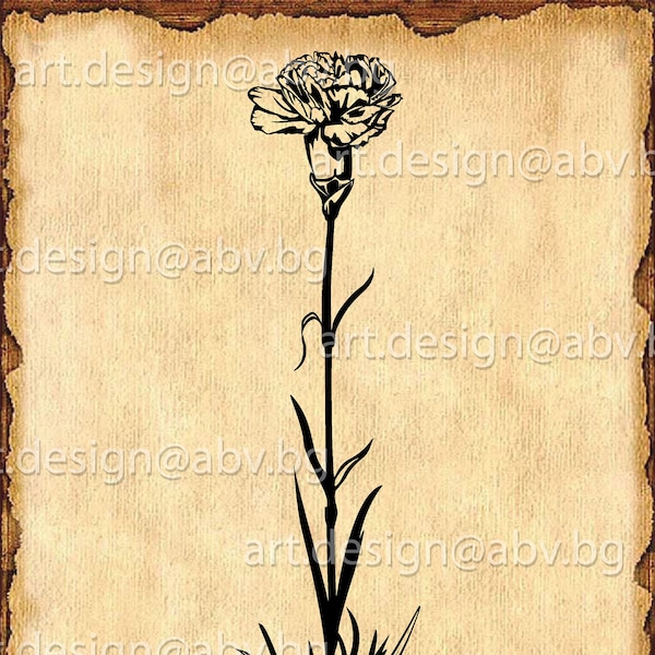 Vector CARNATION, cloves, flower, AI, eps, png, pdf, svg, dxf, jpg Download, Digital image, graphical image, svg flower, svg cloves, coupons