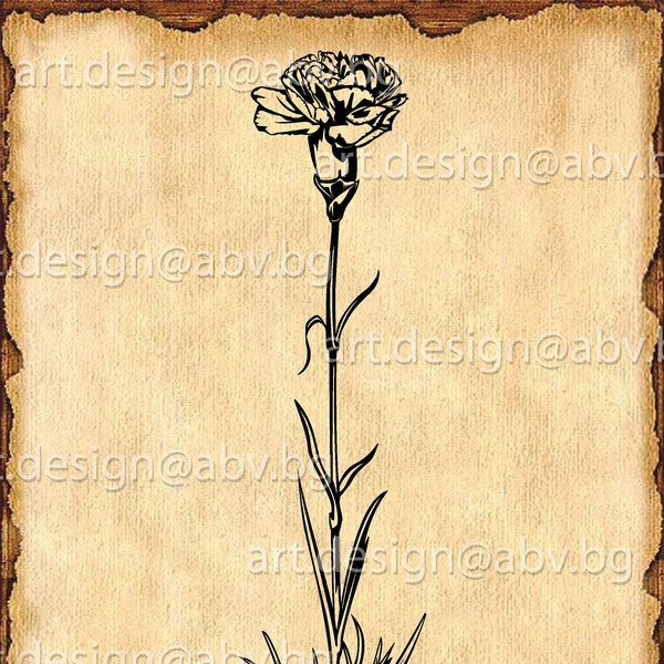 Vector CARNATION, flower, AI, eps, png, pdf, svg, dxf, jpg Download, Digital image, graphical image, svg flower, discount coupons