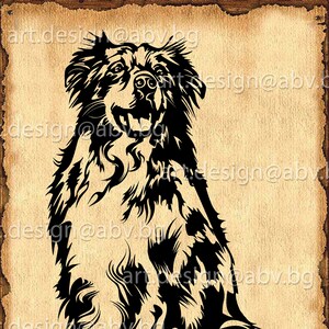 Vector AUSTRALIAN SHEPHERD, dog, SVG, ai, png, pdf, eps, dxf, jpg Download, Digital image, graphical, animal, long hair, discount coupons
