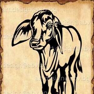Vector COW, brahman calf, AI, PNG, eps, pdf, svg, dxf, jpg Instant Download, graphical image Art Print, baby cow, Digital image