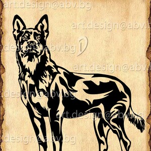 Blau Heeler Vektor Hund Bild (Digitaler Download)