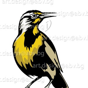 Vector BIRD, colored Western Meadowlark, AI, eps, pdf, SVG, dxf, png, jpg Download, Digital image, graphical, discount coupons