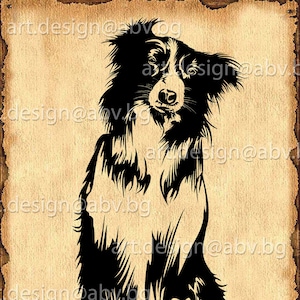 May include: Black and white silhouette of a Border Collie dog sitting with its head tilted slightly to the side. The dog is facing forward with its ears perked up.