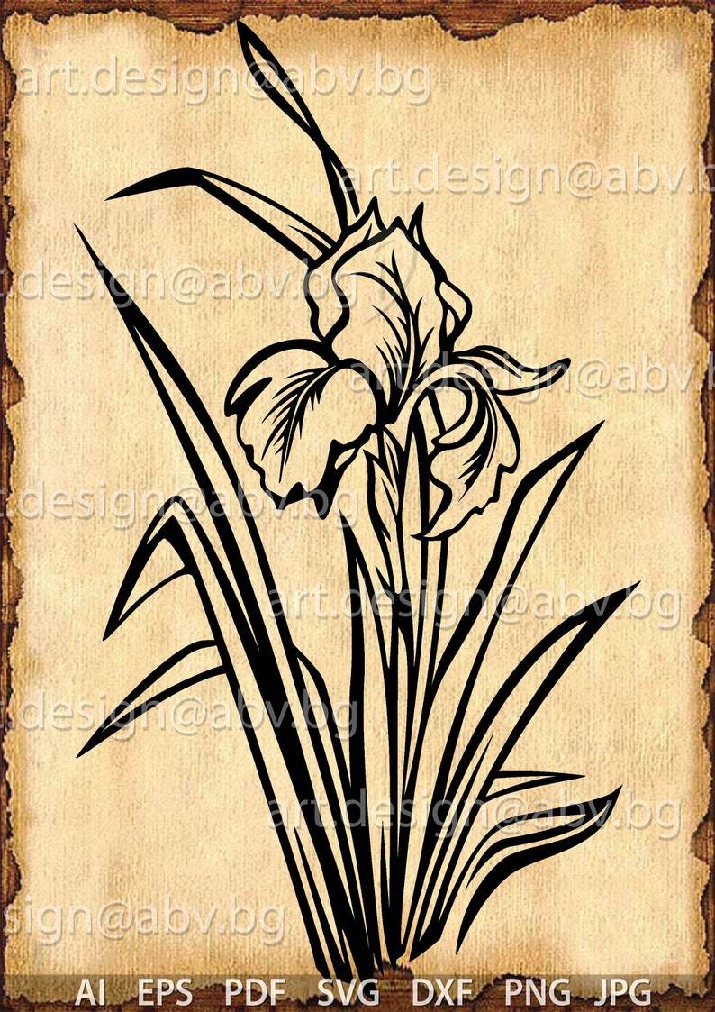 Download Vector FLOWER Iris AI eps PNG pdf svg dxf jpg | Etsy