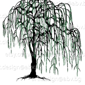 Vector WILLOW Salix babilonica weeping tree AI PNG pdf eps svg dxf jpg Download