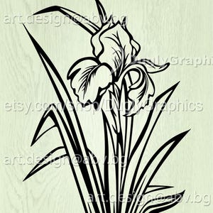 Pode incluir: Uma ilustração em preto e branco de uma flor de íris com folhas. A flor está virada para a direita e tem três pétalas. As folhas são longas e estreitas.