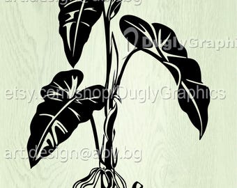 Philodendron Vector Art, Botanical Illustration (Digital Download )