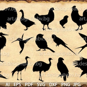 Vector BIRDS BUNDLE, Download, AI, eps, pdf, svg, dxf, png, jpg, domestic birds, Songbirds