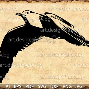 Vector SEAGULL, Larus, SVG, DXF, ai, eps, pdf, png, jpg files Download, Digital image, graphical, animal bird, discount coupons