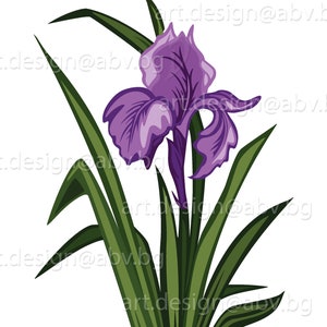 Può includere: Un fiore di iris viola con foglie verdi. Il fiore è in fiore e ha un aspetto delicato ed elegante.