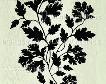 Parsley Vector Art: Flora Illustration (Digital Download)