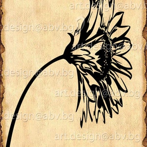 Vector SUNFLOWER, AI, eps, pdf, svg, dxf, png, jpg Download files, Digital, graphical, discount coupons