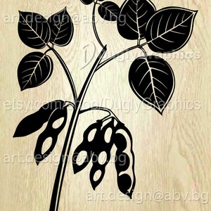 Vector SOYBEAN PODS, AI, eps, png, pdf, svg, dxf, jpg Download, models library, flora, discount coupons