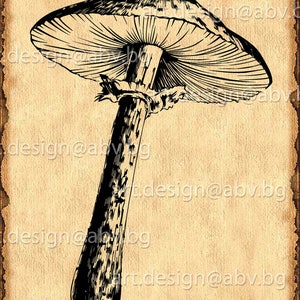 May include: A monochrome illustration of a mushroom, featuring a broad cap and a textured stem. The image is set against a sepia-toned background with text. The style is reminiscent of a vintage botanical print.