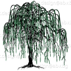 TreesAgain Potted Weeping Willow Tree - Salix babylonica - 16 to 24+ inches  (See State Restrictions)