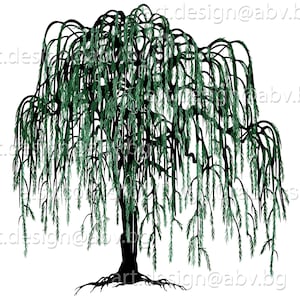 Vector WILLOW Salix babilonica weeping tree AI PNG pdf eps svg dxf jpg Download