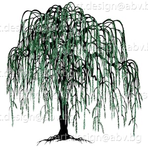 TreesAgain Potted Weeping Willow Tree - Salix babylonica - 16 to 24+ inches  (See State Restrictions)