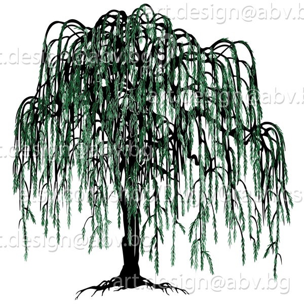 Vector WILLOW Salix babilonica weeping tree AI PNG pdf eps svg dxf jpg Download