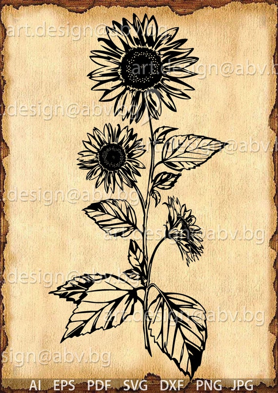 Download Vector Sunflower Ai Eps Pdf Svg Dxf Png Jpg Download Etsy